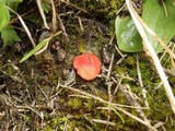 Scutellinia barlae image