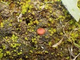 Scutellinia barlae image