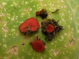 Scutellinia barlae image