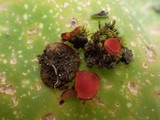 Scutellinia barlae image