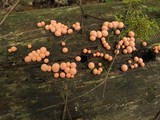 Lycogala epidendrum image