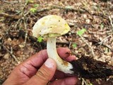 Boletus pallidus image
