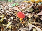 Boletochaete bicolor image