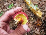 Boletochaete bicolor image