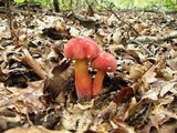 Boletochaete bicolor image