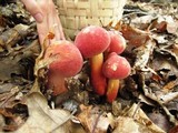 Boletochaete bicolor image