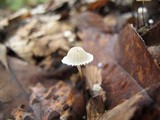 Marasmius capillaris image