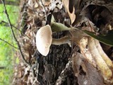 Boletus pallidus image