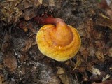 Ganoderma curtisii image