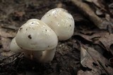 Hygrophorus eburneus image