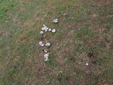 Lactarius paradoxus image