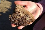 Daedaleopsis nitida image