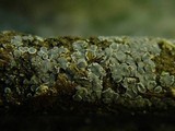 Tapesia fusca image