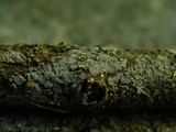 Tapesia fusca image
