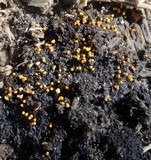 Trichia varia image