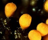 Trichia varia image