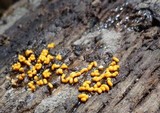 Trichia varia image