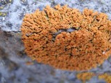 Xanthoria elegans image