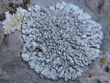 Physcia caesia image