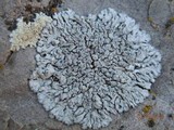 Physcia caesia image