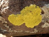 Pleopsidium flavum image