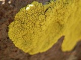 Pleopsidium flavum image