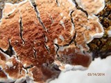 Byssomerulius corium image