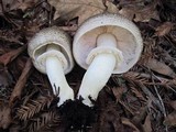 Agaricus hondensis image