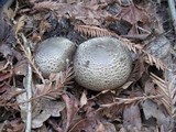 Agaricus hondensis image