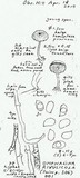 Omphalina rivulicola image