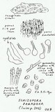 Schizopora paradoxa image