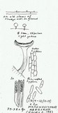 Hymenoscyphus herbarum image