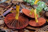 Cortinarius semisanguineus image