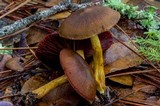Cortinarius semisanguineus image