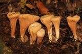 Clavariadelphus unicolor image