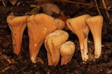 Clavariadelphus unicolor image
