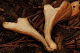 Clavariadelphus unicolor image