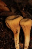 Clavariadelphus unicolor image