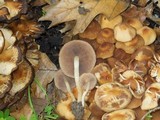 Psathyrella piluliformis image