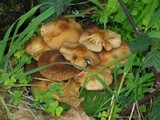 Psathyrella piluliformis image