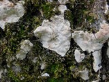 Dendrothele candida image