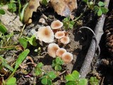 Contumyces rosellus image