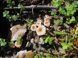 Contumyces rosellus image