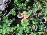 Contumyces rosellus image