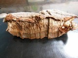 Ganoderma australe image