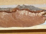 Ganoderma australe image