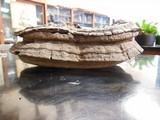 Ganoderma australe image