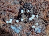 Trichia varia image