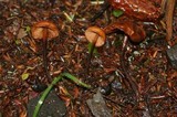 Phaeocollybia attenuata image