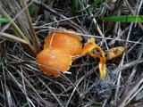 Hygrocybe insipida image
